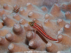 Small fish by Melati Aurora Devi Purwanto 